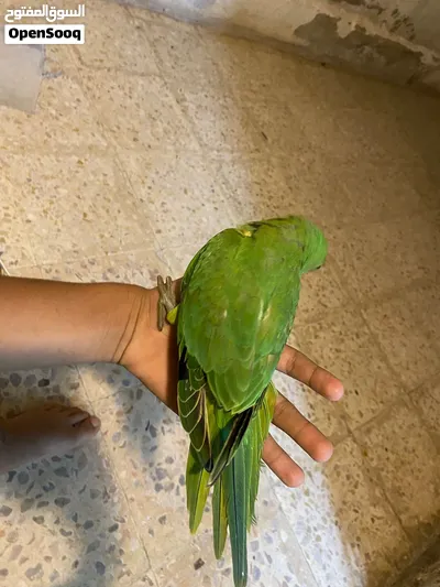 ببغاء دره هندي عمر 5 اسعر أليف ميه ب ميه بيع دون قفص او مع قفص 3