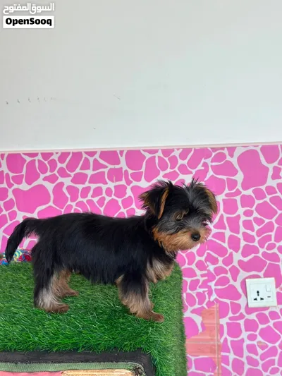 Yorkieshire 4
