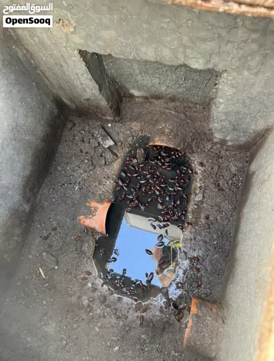 خدمة مكافحة الحشرات - الصراصير النمل الرمة بق القوارض الفئران أفاعي العقارب السحالى _pest control 4