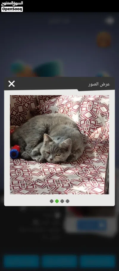 British short hair blue female kitten 2