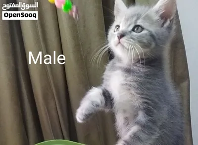 Scottish fold, straight and British blue kittens قطط اسكوتش فولد واسكوتش استريت وبريتش بلو 4