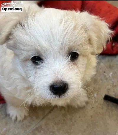 كلب Maltese عمر شهرين إلى ثلاثة شهور للبيع بسعر مغري و الله يبارك لصاحبي النصيب وكلب كيوت جدا جدا جد 2