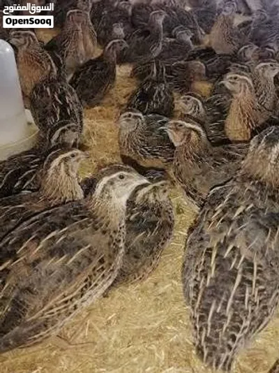 بيض فري سمان طازج للأكل إنتاج يومي بيض كبير جامبو نضيف ومعقم الباكيت عدد 24 بيضه سعر دينار ونص 2