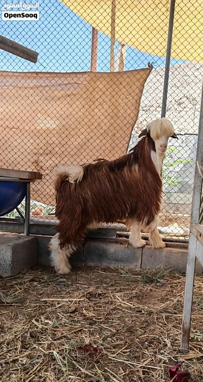 بيع أغنام عمانيه 2