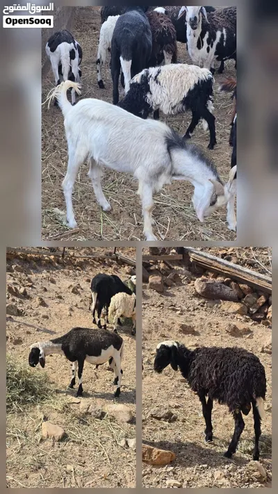 كبشين وتيس 3
