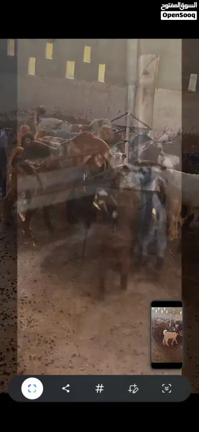 ياقوته ابوظبي 2