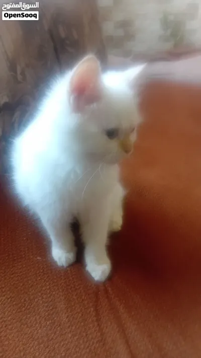 قطة شيرازي مهجن 2