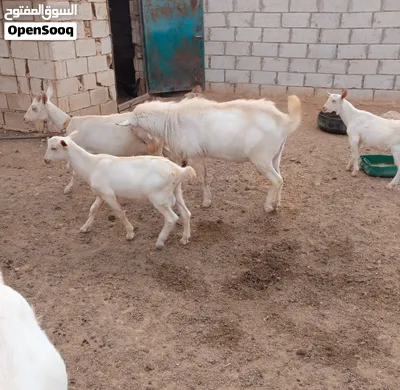فحل سانين اصلي عمر سنتان 2