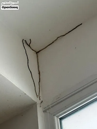 مكافحة الصراصير والرمه وبق الفراش مهندس خبره متخصص بمكافحة جميع انواع الحشرات ضمان واسعارنا ممتازه 2