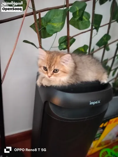 persian Mix-Male -4Months 2