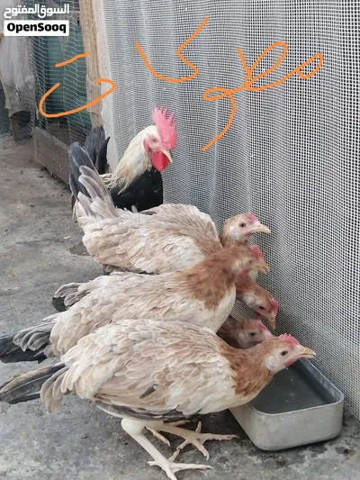 دجاج مطوك كريمي 2