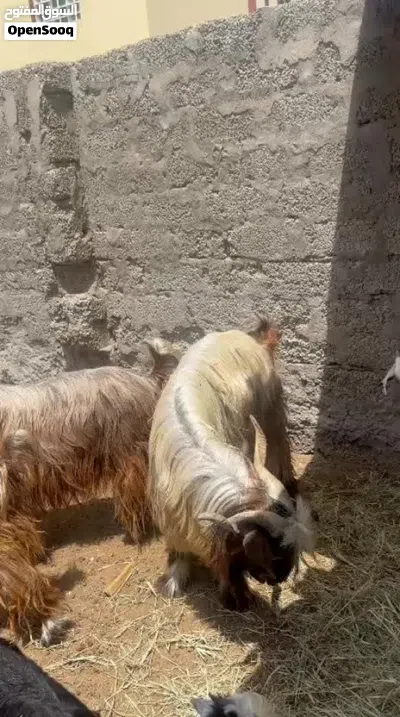 للبيع تيس عماني 100% 2