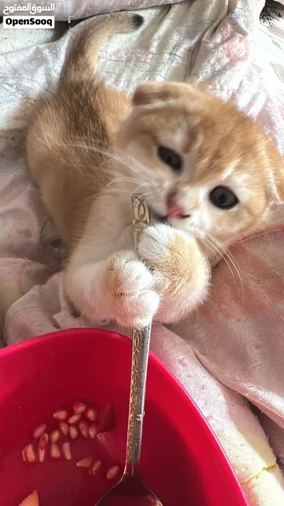 ذكر اسكوتش فولد للبيع 2