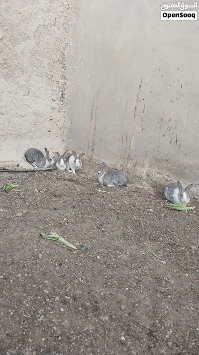 بسم الله ما شاء الله متاح أرانب اربع انائي وذكرهم طقم كامل صحة ونظافة الاربعة معاشير موجودات في ال 2