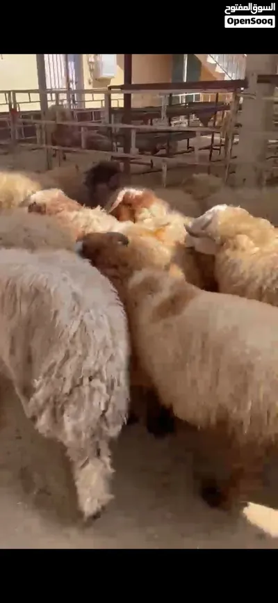 طلي نعيمي فاخر شي يجمل لجميع المناسبات 4