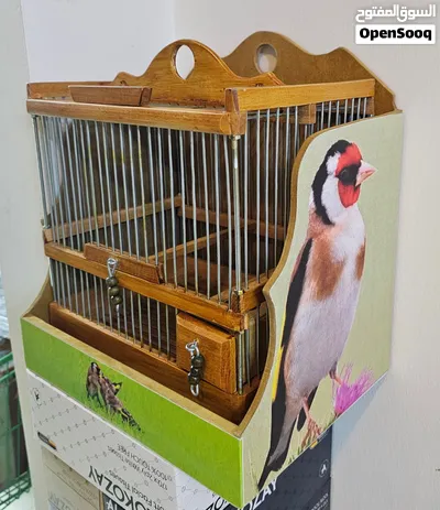حسون شيخ حجل 25 2
