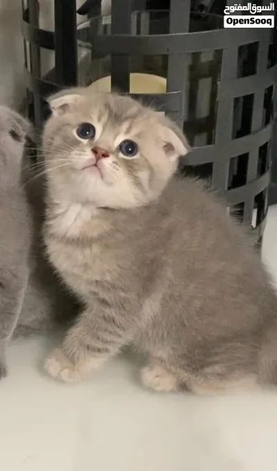 Scottish fold short hair ny25 2