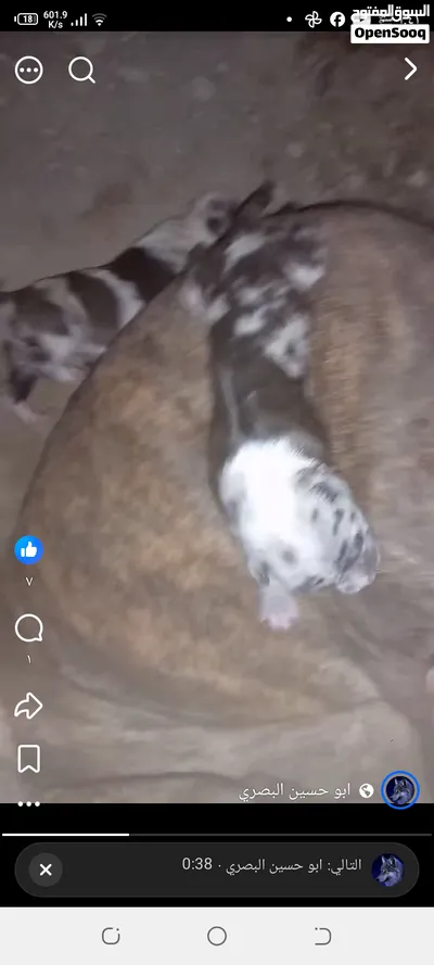 نثيه بتبول وراها اربع فحله 3