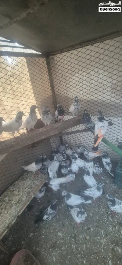65 piece Pakistani pejion Darham location fujheria 2