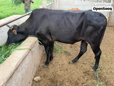 ثور نمساوي تهجين 3