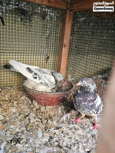 pigeons Pakistani 3