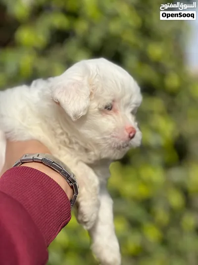 Havanese puppy 2