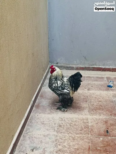 فروج براهما بصحه ممتازة بيعه بأعلى سعر 4