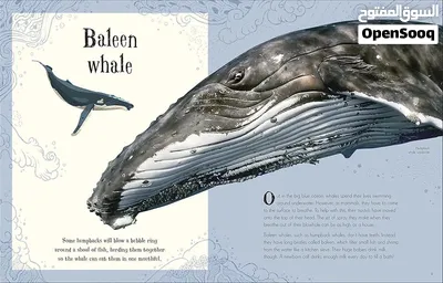 كتاب تعليمي للأطفال : An Anthology of Intriguing Animals 4