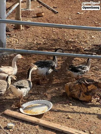 وز عملاق مشكل ألوان 3