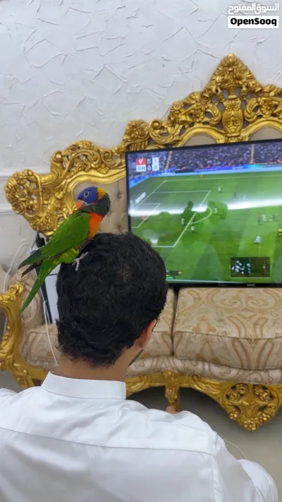 ببغاء لوري اليف 2