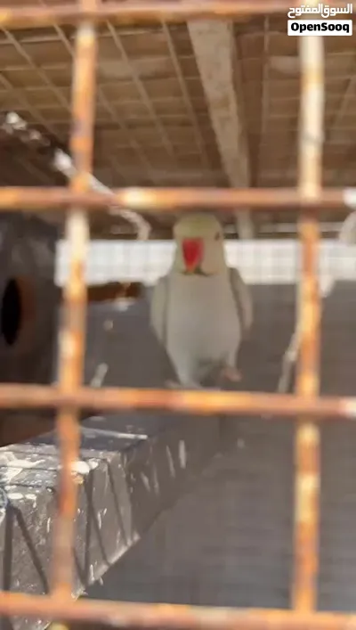 ذكر لاسونج متكلم ماشاءالله تابع الوصف تحت وشاهن الفيديو 3