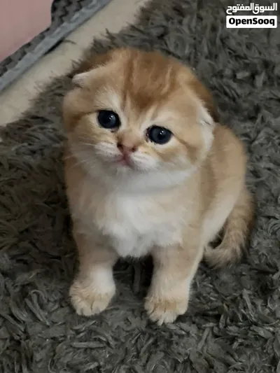 Scottish fold Chinchilla teddy bears ready to go their lovely houses قطط سكوتش فولد شانشيلا 4