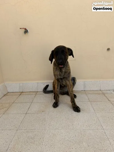 Dutch shepherd for mating/breeding راعي هولندي للتزاوج والتكاثر 4