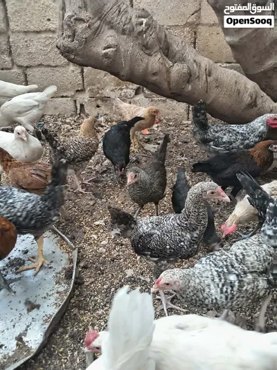دجاج بلدي بياض 4