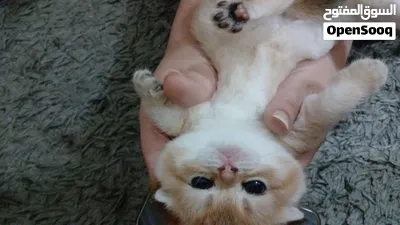 Scottish fold Chinchilla teddy bears ready to go their lovely houses قطط سكوتش فولد شانشيلا 3