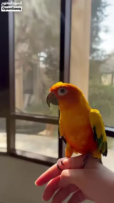 طائر Sun Conure 3