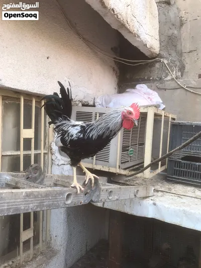 دياج للبيع دندراوي كويتي اصلي 2