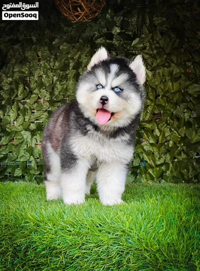 A PURE STANDARD HUSKY PUPPY IS READY FOR A NEW HOME 3