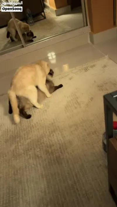 Mating للتزاوج 3