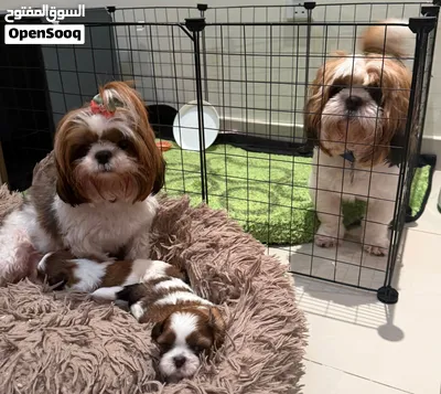 Purebred Shih Tzu Puppies Looking for Loving Homes! 2