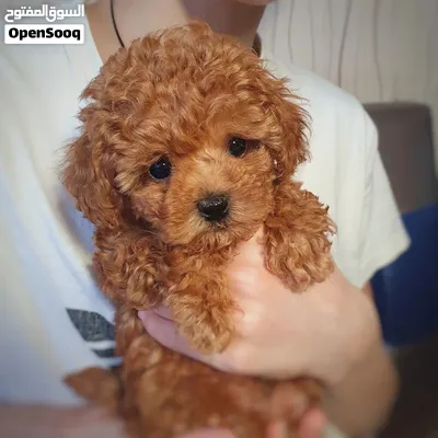 Poodle Puppy 2