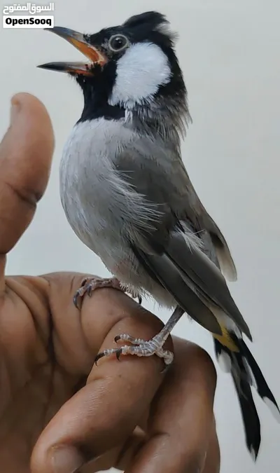 بلبل عراقي اليف 4