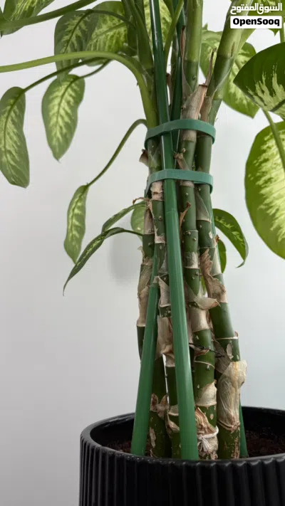 Tall Dieffenbachia plant with supports, grown in a stylish black decorative pot - healthy and ready 2