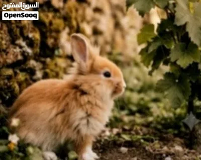 ارنب LionHead (راس الأسد) أنثى عمر سنة وشهرين بحالة ممتازة 4