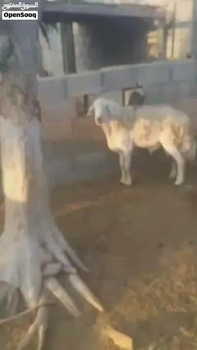 خروف حري اضحية ونعيمي 2