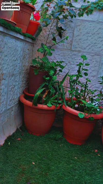 زريعه وضعها ممتاز 4