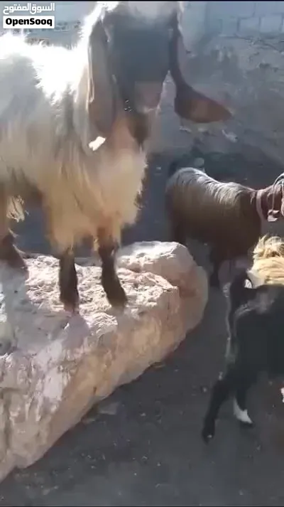 تيس فحل ثني كفالة هداد مكفول على ردد موجود في اربد ملكا 4