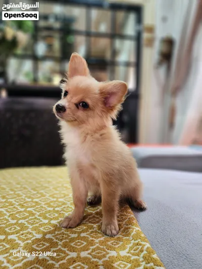 for adoption Chihuahua puppy 2