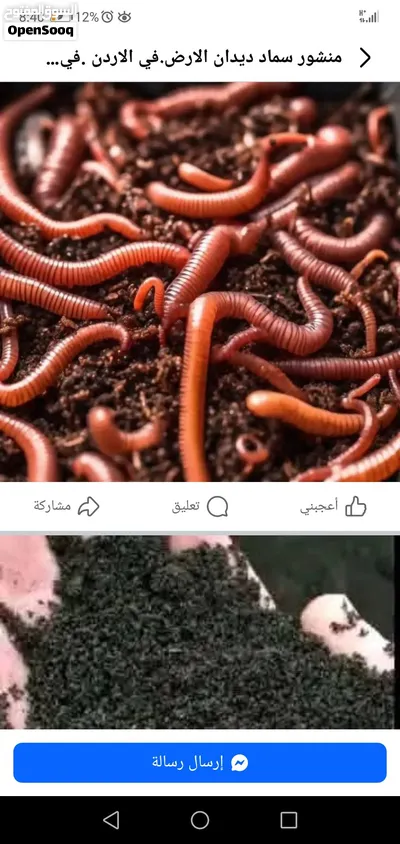 دودة سماد الكانبوست 2