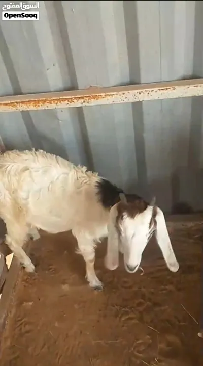 أغنام بلدي للبيع الحق ما تلحق 4